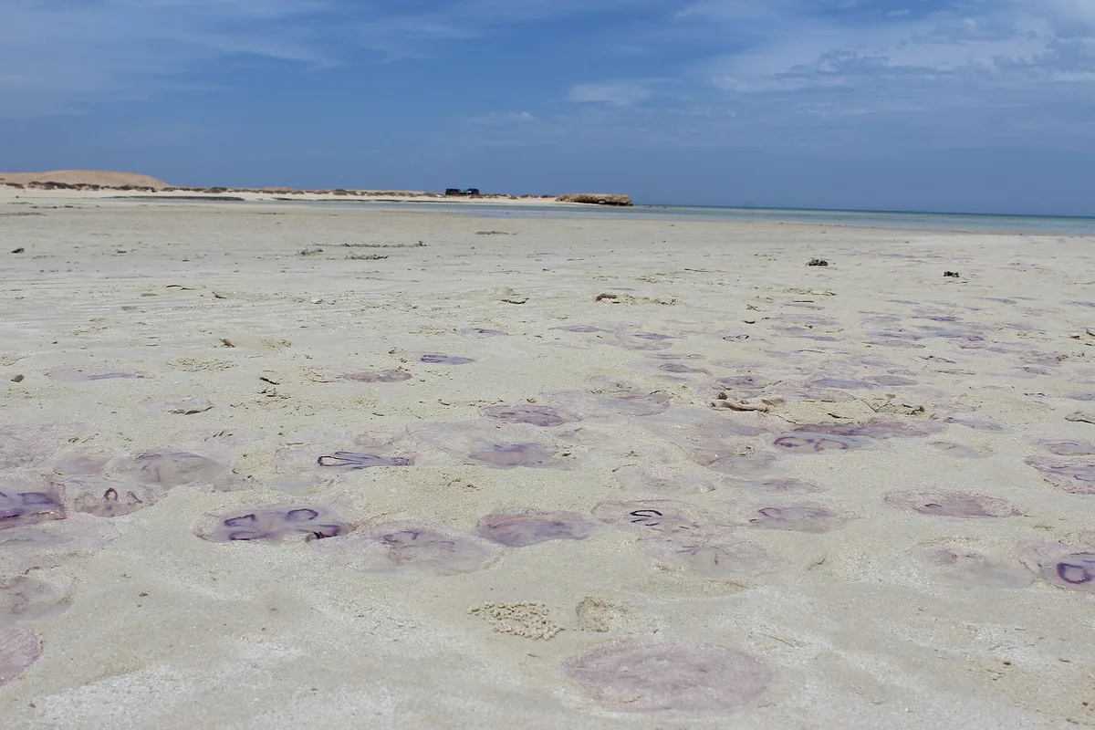Wadi El Gemal Beach, Marsa Alam, Red Sea, Egypt — 4
