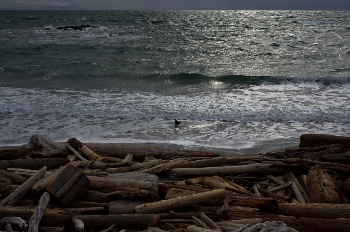 Grandma's Cove, Friday Harbor, US Pacific Northwest, Estados Unidos — 2