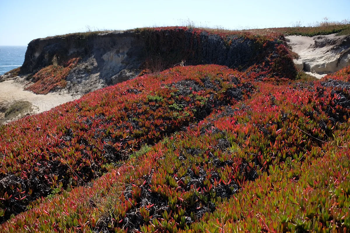 Plage d'État de Mendocino Headlands, Mendocino, California Coast, États-Unis — 3
