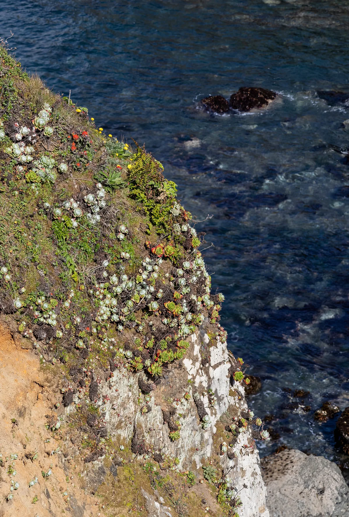 Plage d'État de Mendocino Headlands, Mendocino, California Coast, États-Unis — 2