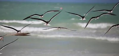 Playa Holbox, Lázaro Cárdenas, Yucatan Peninsula, México — 4