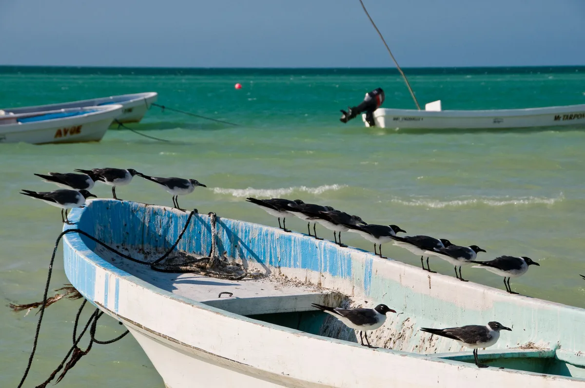Playa Holbox, Lázaro Cárdenas, Yucatan Peninsula, México — 5