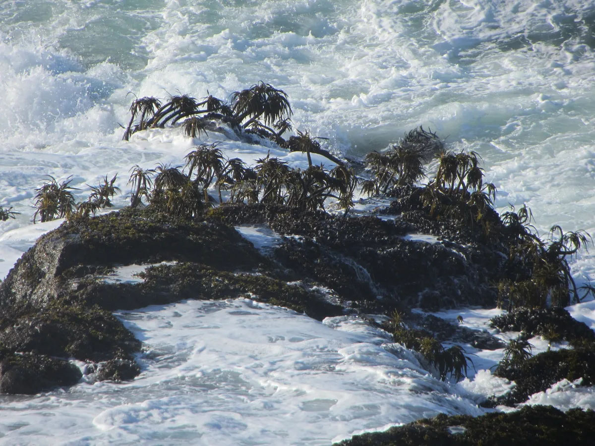 Pudding Creek Beach, Fort Bragg, California Coast, United States — 6