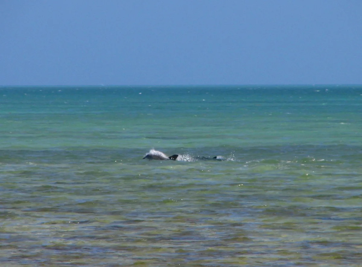 Plage de Bahia Honda State Park, Monroe County, Florida Keys, États-Unis — 6