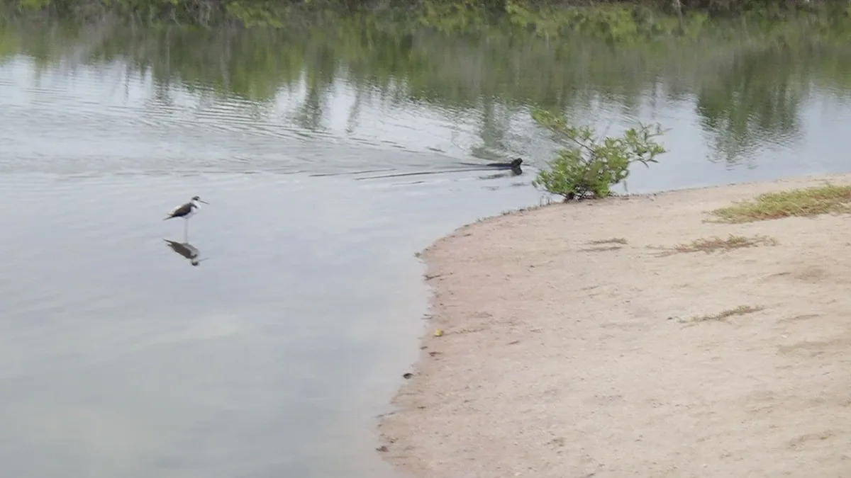 Playa Las Bachas, Puerto Ayora, Galápagos, Ecuador — 4