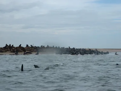 Pelican Point Beach, Walvis Bay, Erongo Region, Namibia — 5