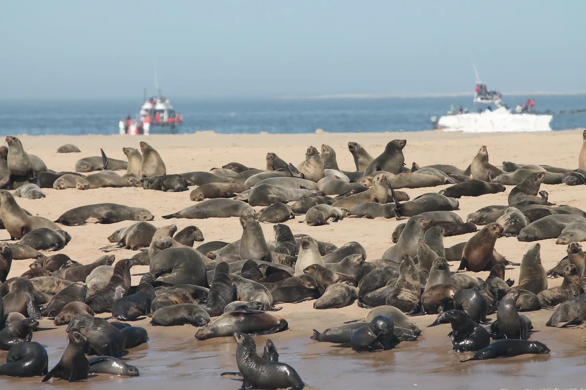 Pelican Point Beach, Walvis Bay, Erongo Region, Namibia