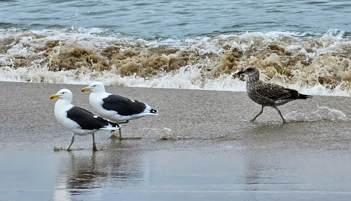 Pelican Point Beach, Walvis Bay, Erongo Region, Namibia — 4