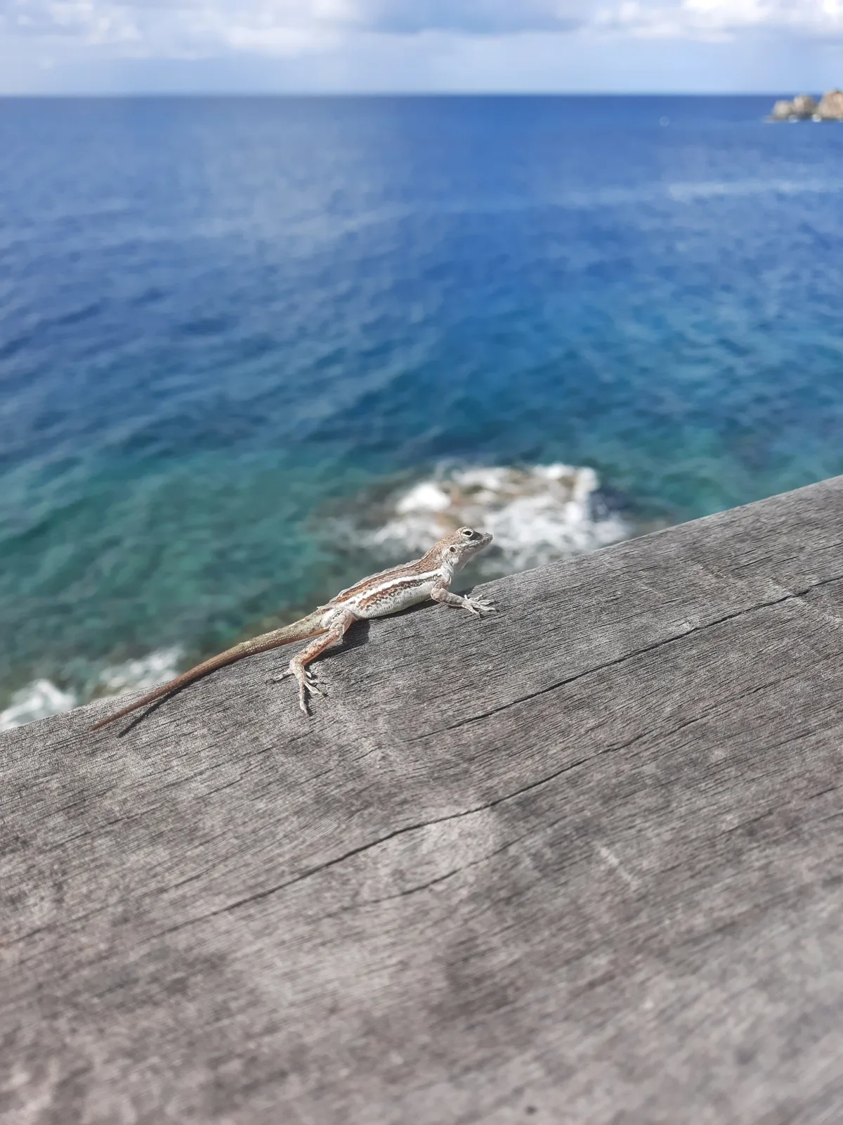 Shell Beach, Gustavia, French Caribbean, Frankreich — 6