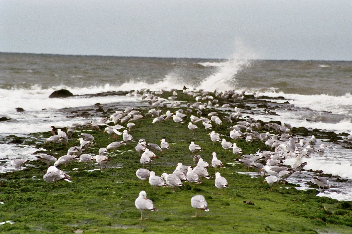 Strand Paal 15, Texel, North Holland, Nederland — 2