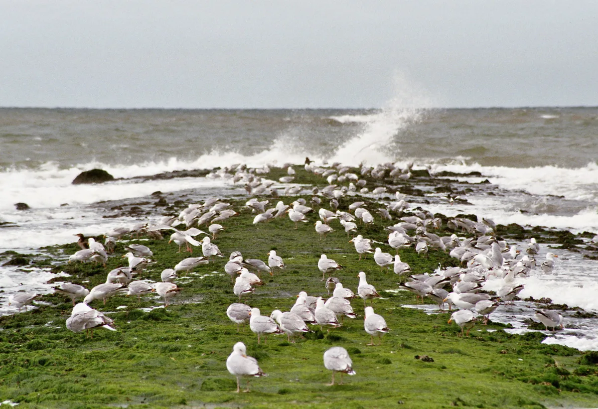 Strand Paal 15, Texel, North Holland, Nederland