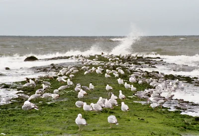 Strand Paal 15