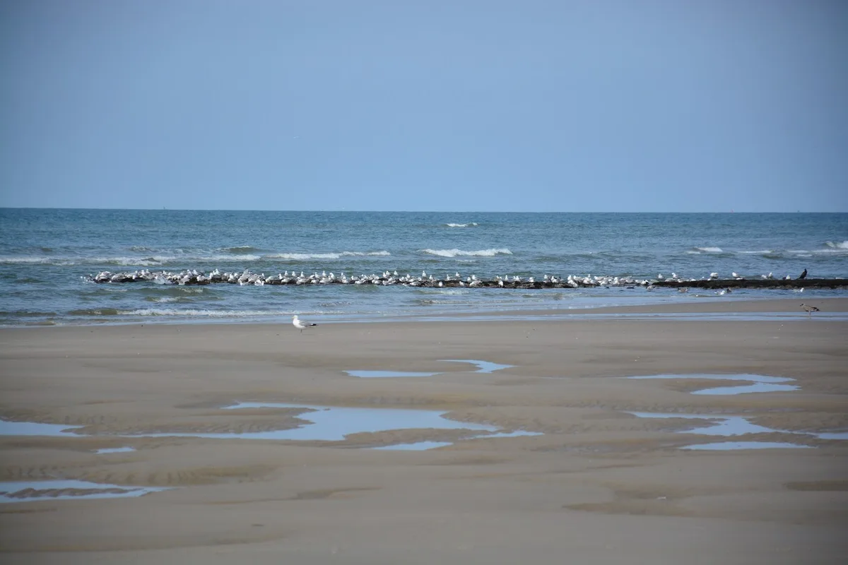 Strand Paal 15, Texel, North Holland, Nederland — 5