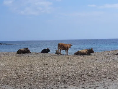 Cala Genovese Beach, Ersa, Corsica, France — 4