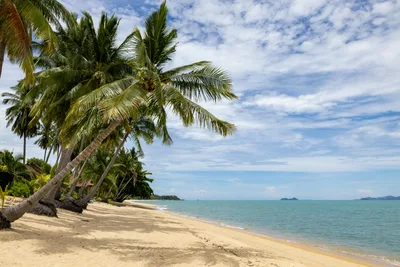 Coconut Beach