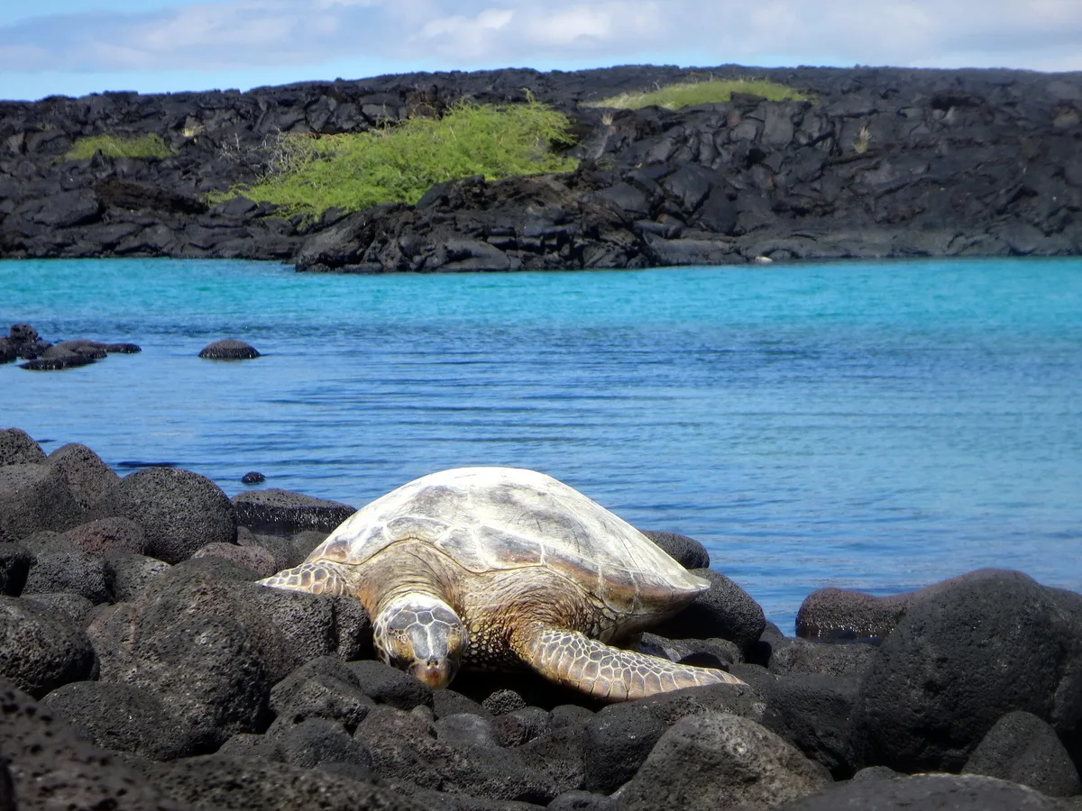 Plage de Kiholo Bay, North Kona, Hawaii, États-Unis