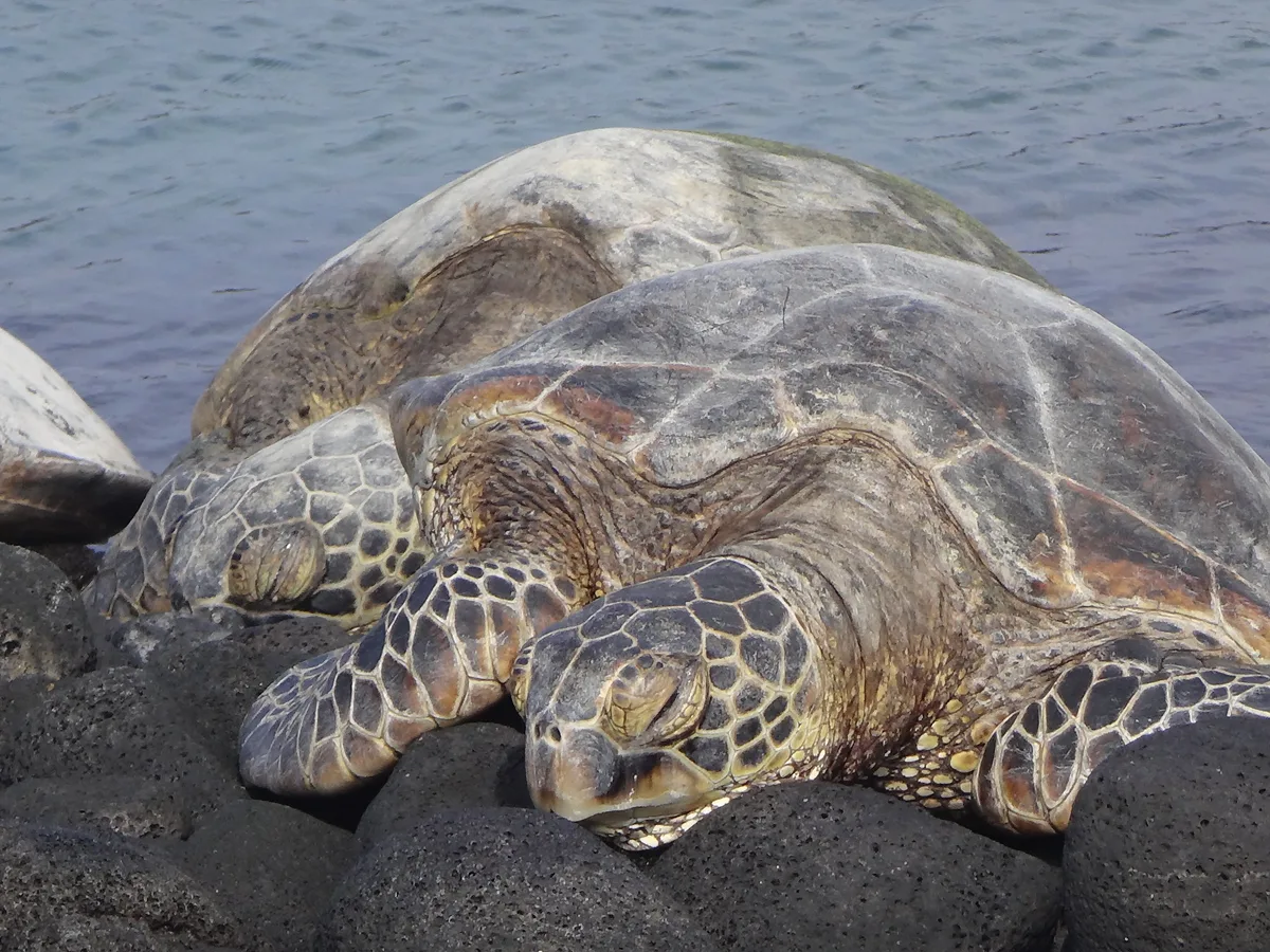 Plage de Kiholo Bay, North Kona, Hawaii, États-Unis — 2