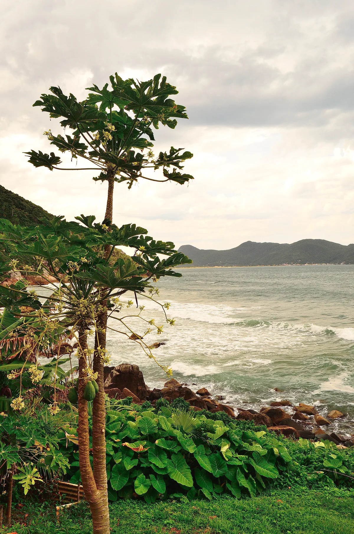 Plage du Saquinho, Florianópolis, Brazilian Atlantic, Brésil — 6
