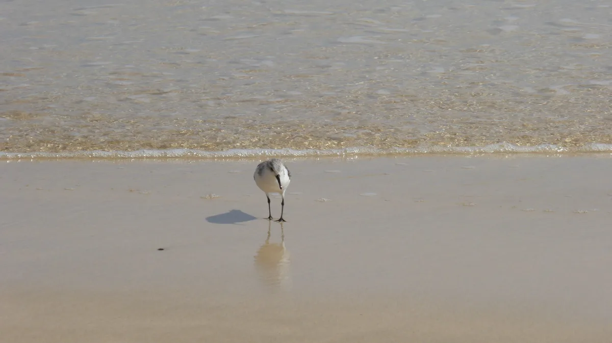 Plage d'Esquinzo, Pájara, Canary Islands, Espagne — 4
