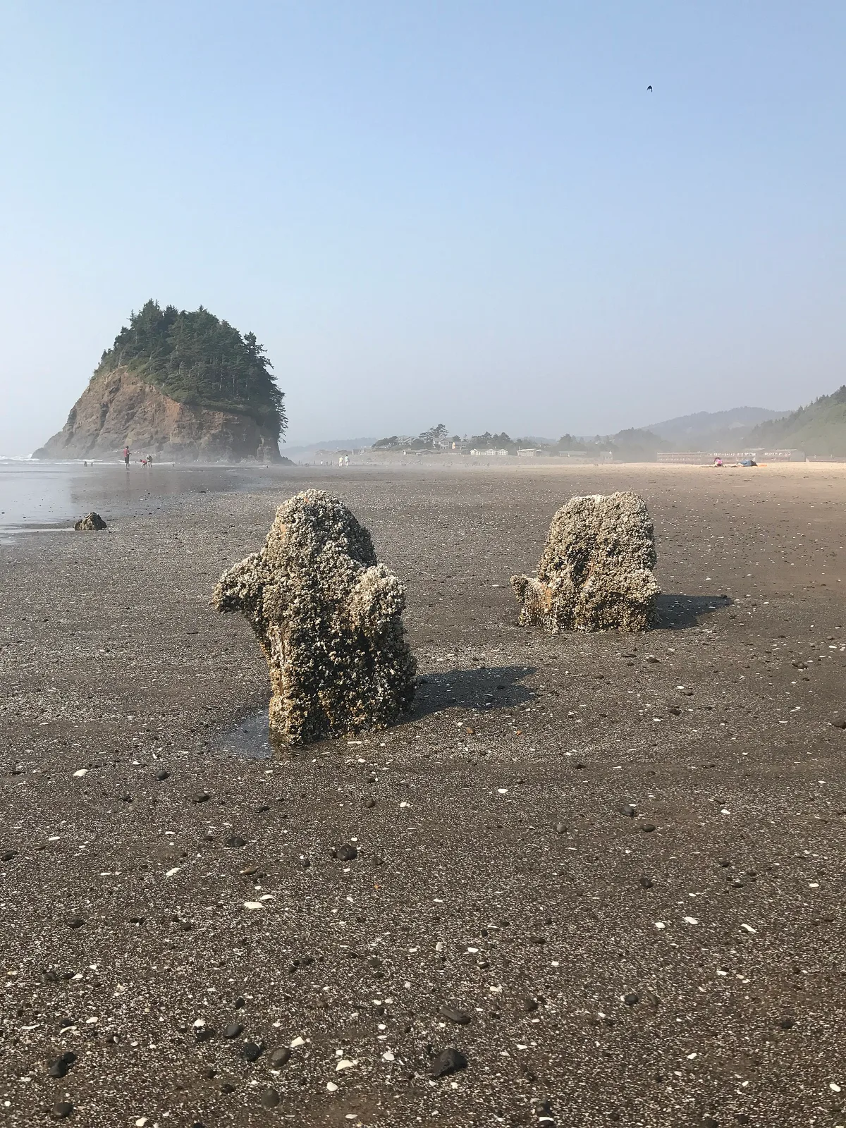 Proposal Rock Beach, Neskowin, Pacific Northwest, Verenigde Staten — 3