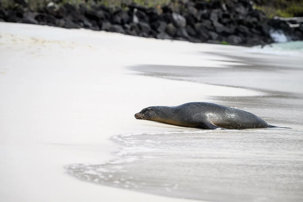 Plage de Gardner, Española, Galápagos, Équateur — 3