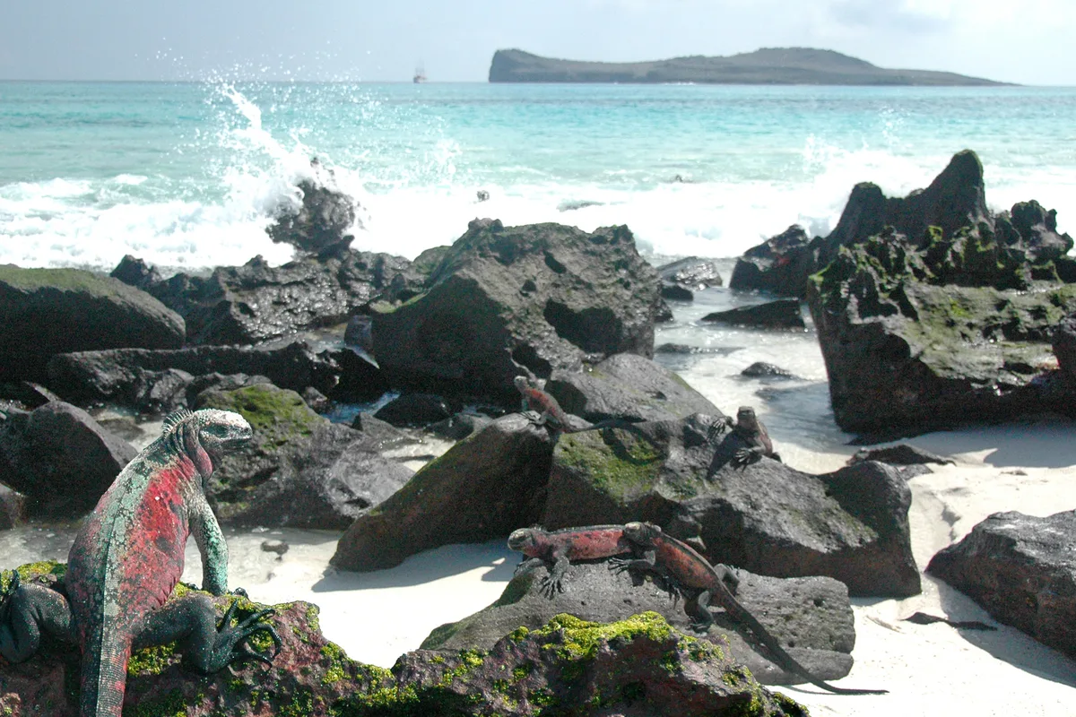 Plage de Gardner, Española, Galápagos, Équateur — 4
