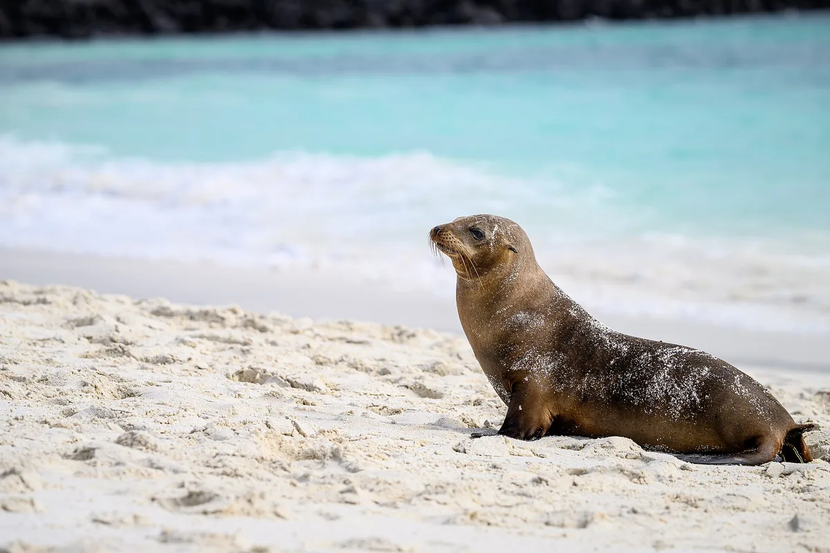 Plage de Gardner, Española, Galápagos, Équateur