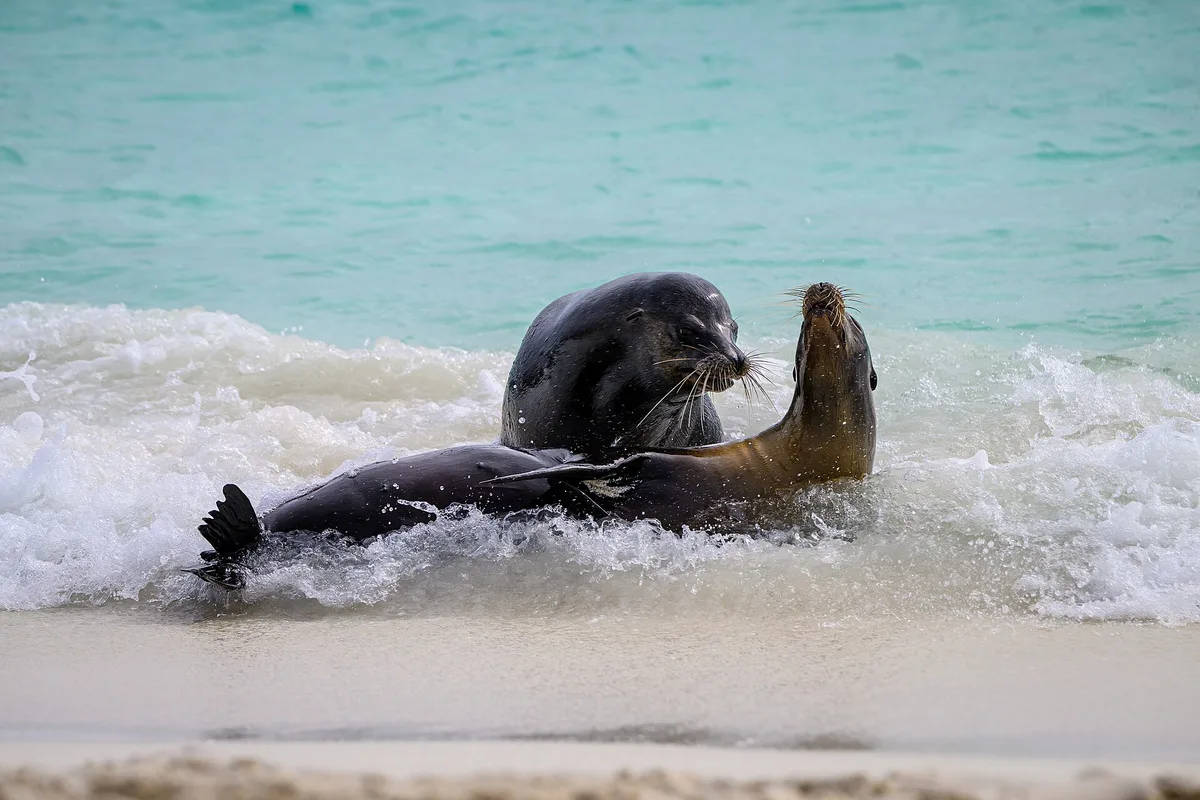 Plage de Gardner, Española, Galápagos, Équateur — 2