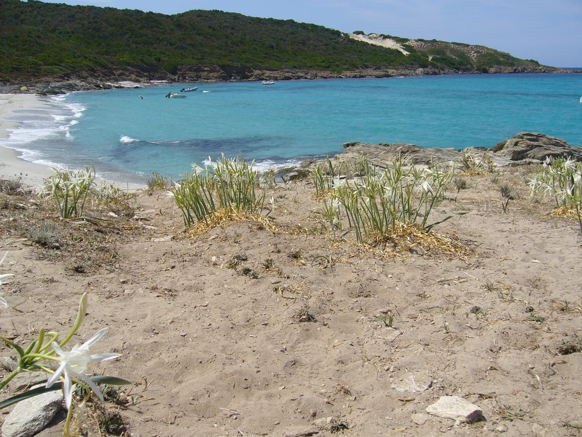 Plage de Trave, Santo-Pietro-di-Tenda, Corse, France — 2