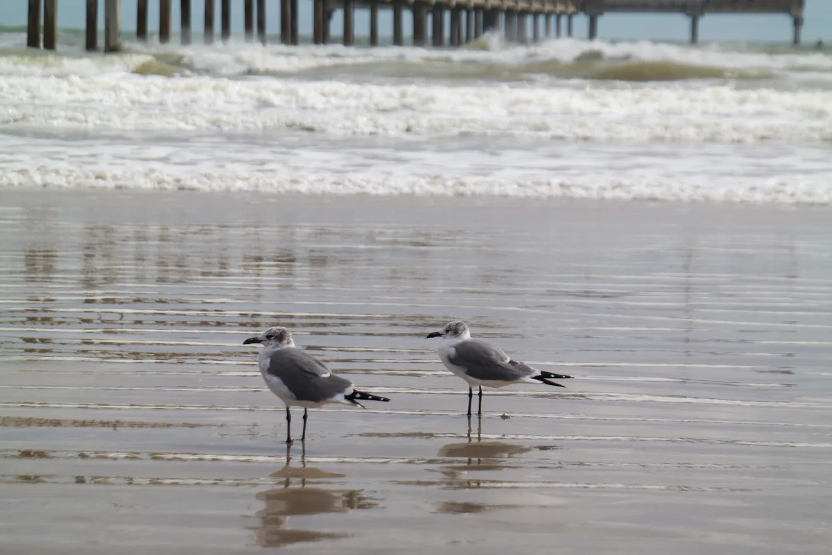 North Padre Island Beach — Bob Hall Pier, Corpus Christi (Nueces County), US Gulf Coast, United States — 3