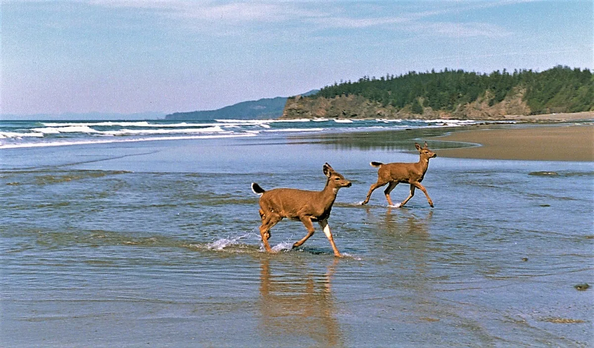 Shi Shi Beach, Clallam County, Pacific Northwest, Stati Uniti — 3
