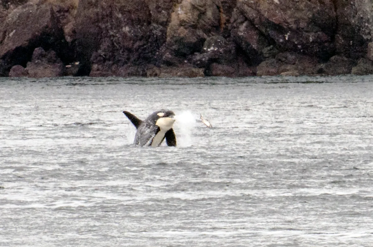 Deadman Bay, Friday Harbor, US Pacific Northwest, Vereinigte Staaten — 2
