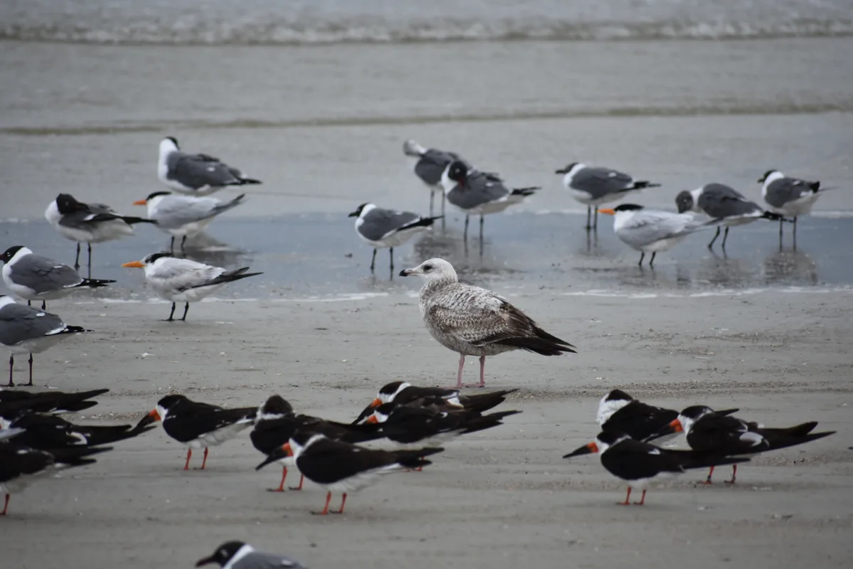 Tybee Island — Polk Street Beach Access, Tybee Island, US East Coast, États-Unis — 4
