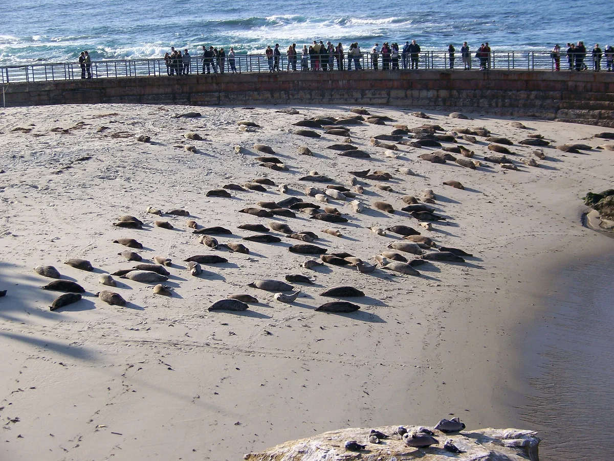 Playa de Children's Pool, San Diego, California Coast, Estados Unidos — 4