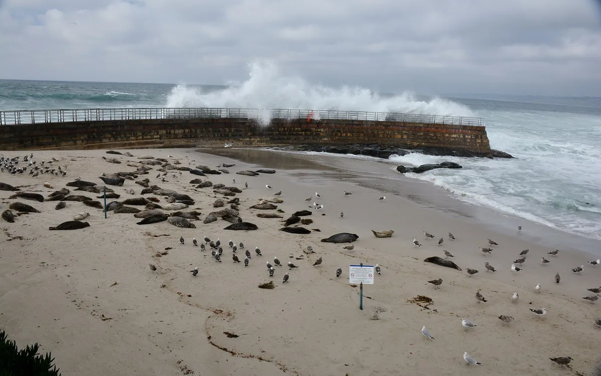 Playa de Children's Pool, San Diego, California Coast, Estados Unidos — 3