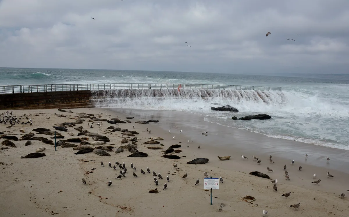 Playa de Children's Pool, San Diego, California Coast, Estados Unidos — 2