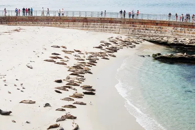 Plage de Children's Pool