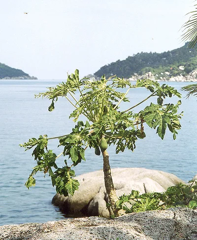 Kao Seng-Strand, Ko Tao, Gulf of Thailand, Thailand — 4