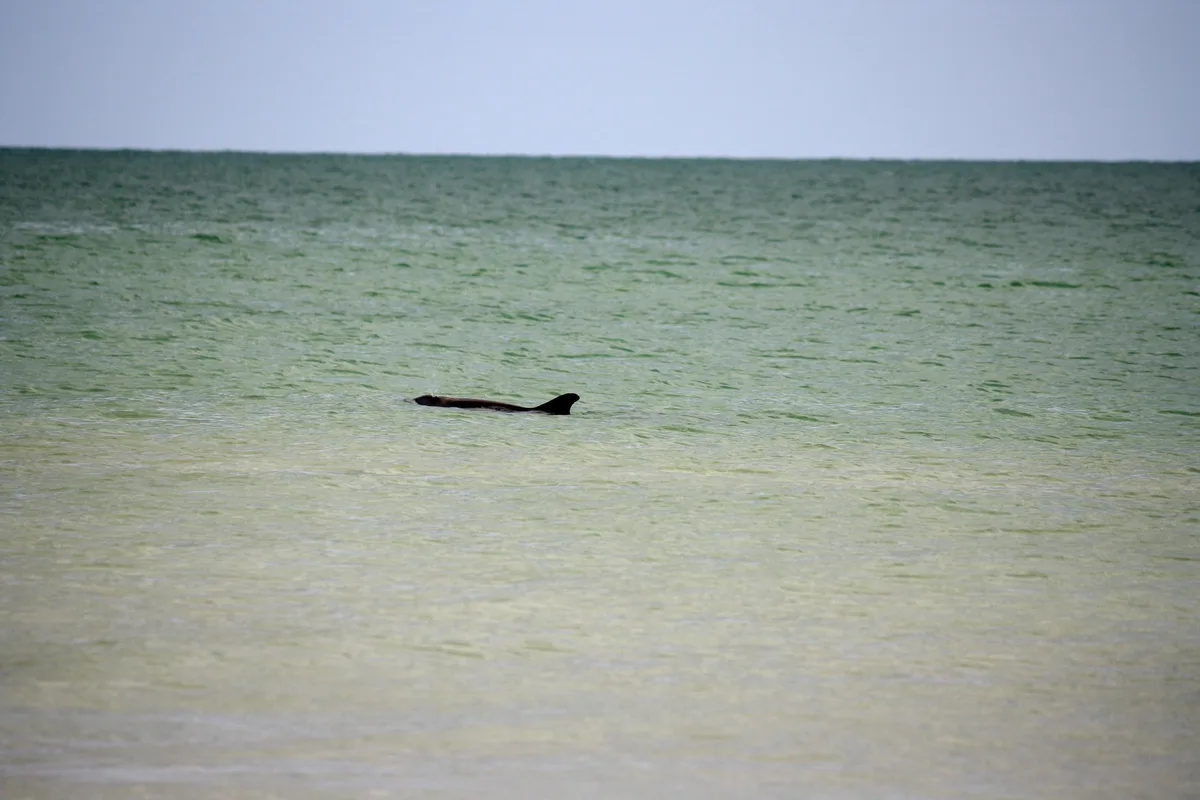 Bowman's Beach North Spit, Sanibel, Florida, États-Unis — 3