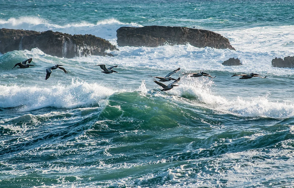 Praia das Stornetta Public Lands, Point Arena, California Coast, Estados Unidos — 5