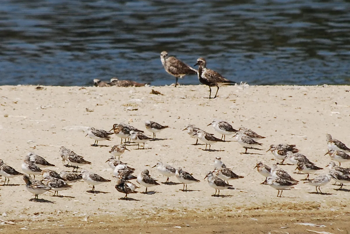 Malibu Lagoon State Beach, Malibu, California Coast, États-Unis — 2