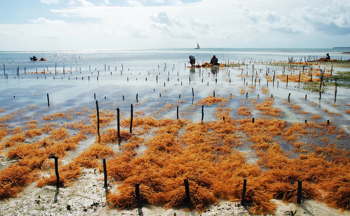 Uroa Beach, Uroa, East African Coast, Tanzania