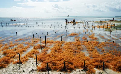 Uroa-Strand