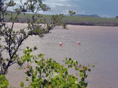 Plage de Punta Cormorant, Floreana, Galápagos, Équateur — 5