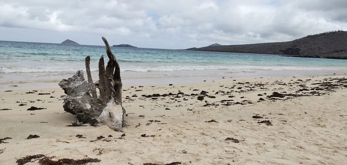 Plage de Punta Cormorant, Floreana, Galápagos, Équateur