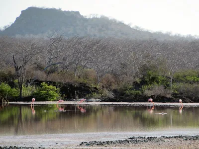 Plage de Punta Cormorant, Floreana, Galápagos, Équateur — 2