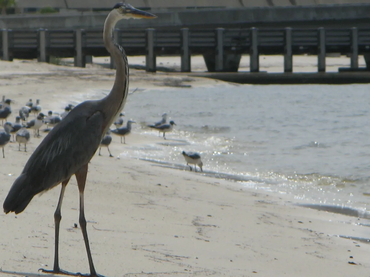 Biloxi Beach, Biloxi, US Gulf Coast, United States — 3
