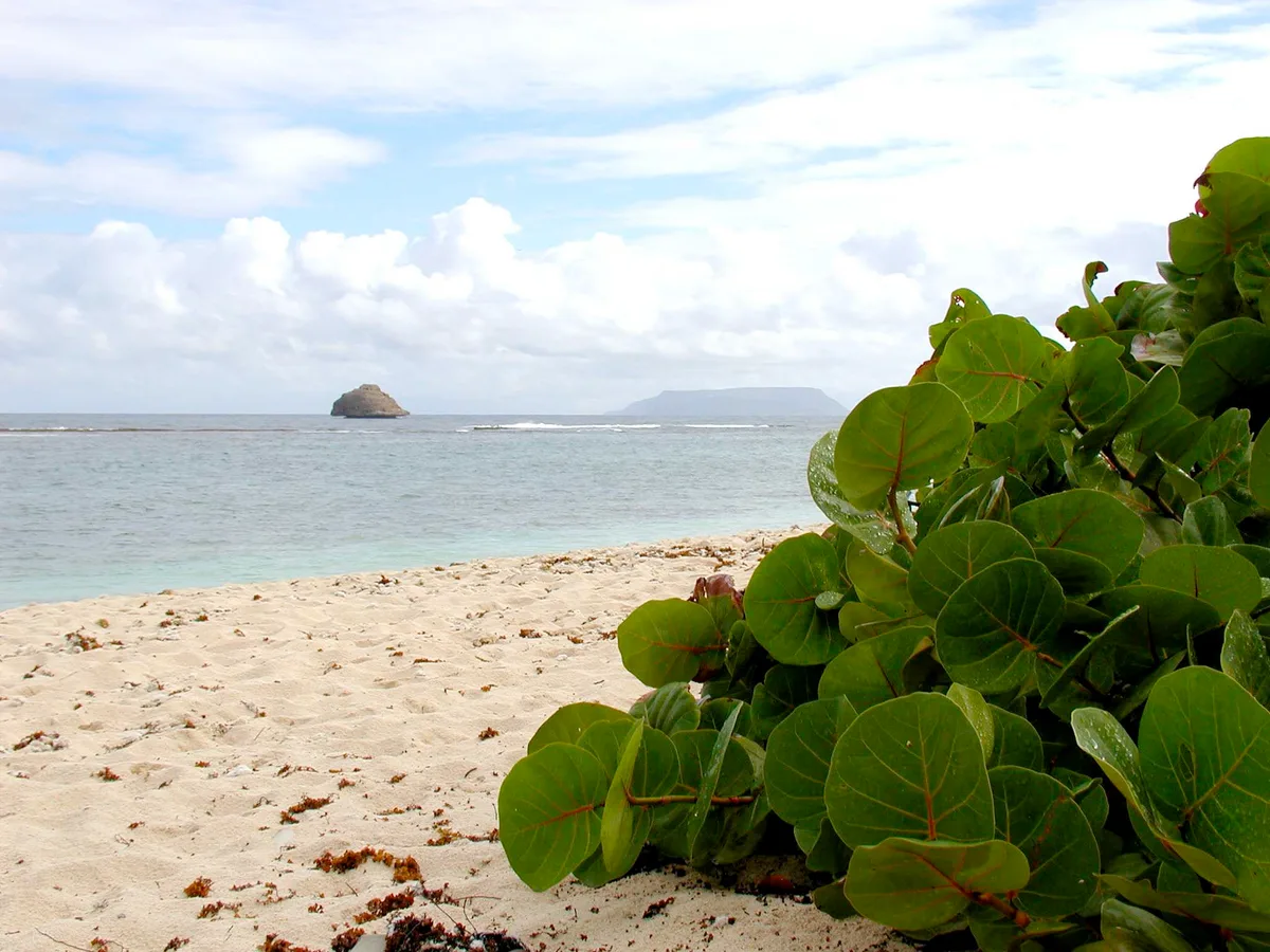 Anse à la Gourde Beach, Saint-François, French Antilles, Guadeloupe