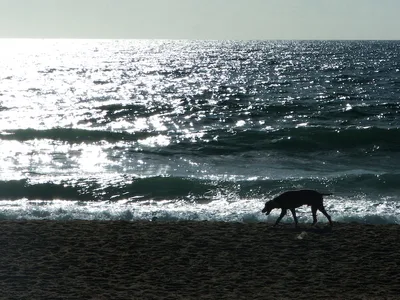 Plage de la Solidão, Florianópolis, Brazilian Atlantic, Brésil — 4