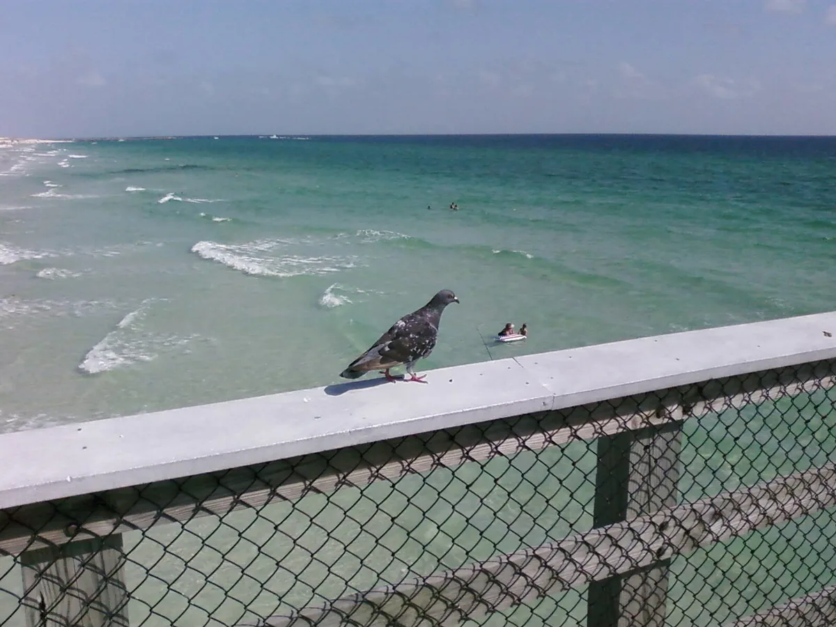 Plage de St. Andrews State Park, Panama City Beach, Florida Panhandle, États-Unis — 5